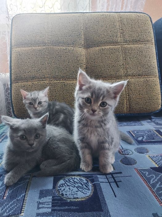 Продаю породистых котят