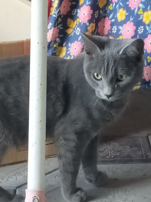 Взрослые котята, мальчики