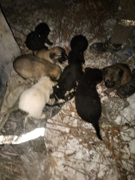 Щенки ищут семью