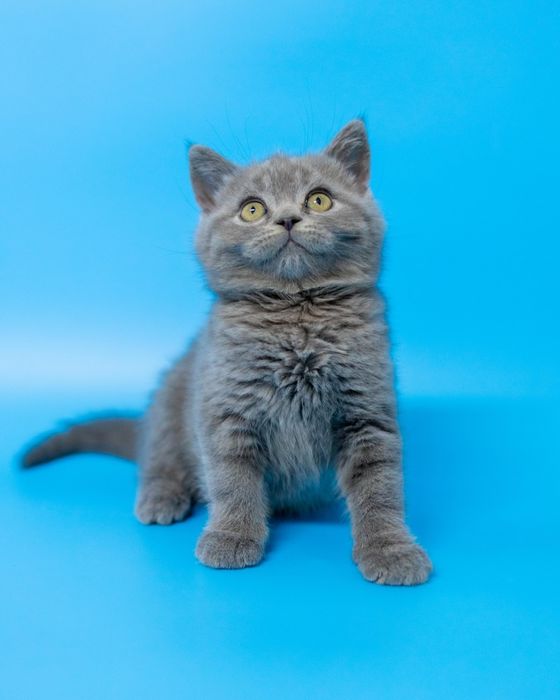 Британский короткошерстный котенок