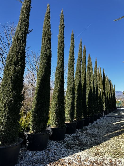 Plante ornamentale la preț de producător, tuia, leylandii, euonymus