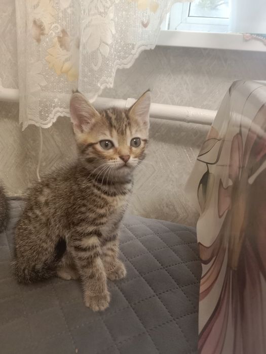 Отдам котят в добрые руки