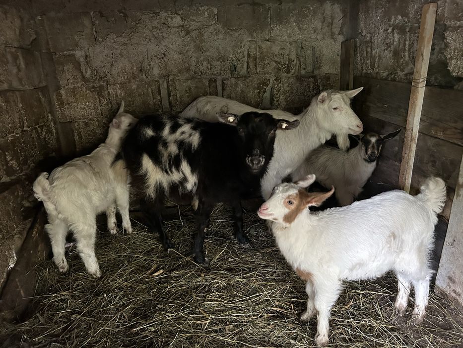 Vând două capre și trei iezi