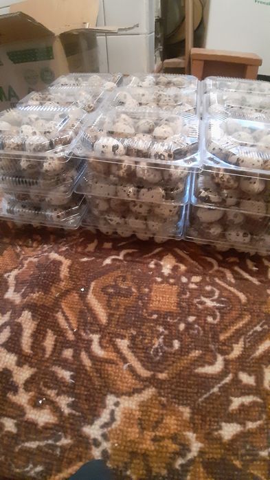 Бөдене жұмыртқасы  30