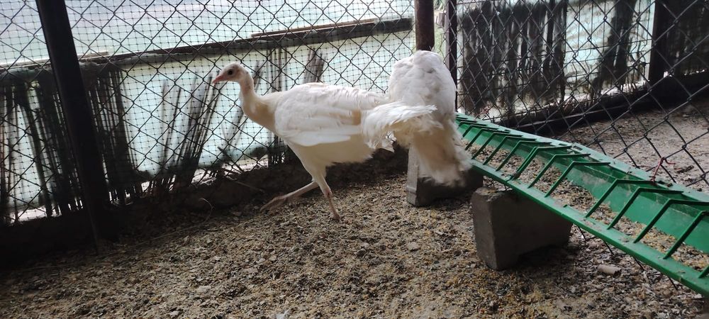 Găini cochinchina uriaș pe galben și paunii