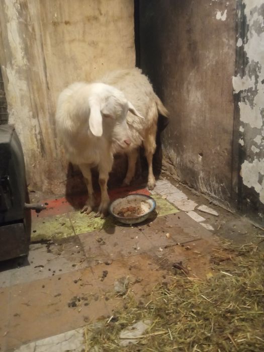 Каза зааненская  2 года