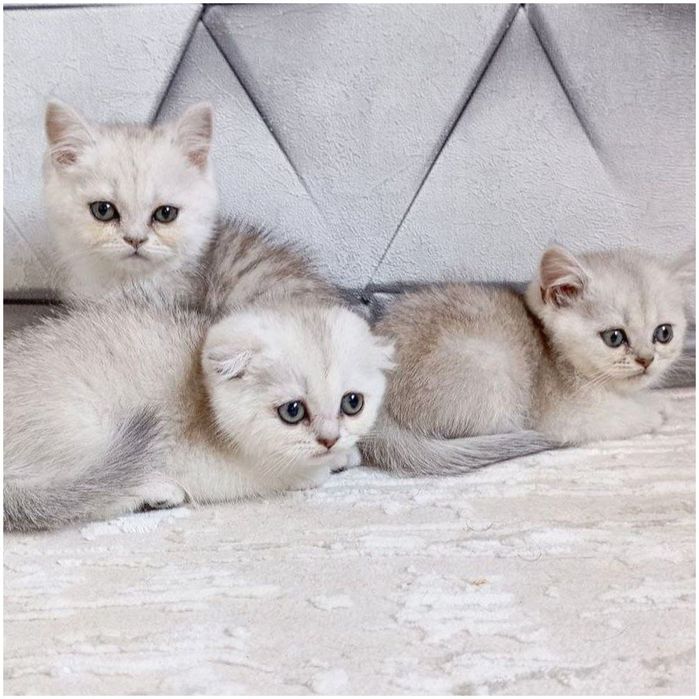 Продаются серебристые шиншиллы