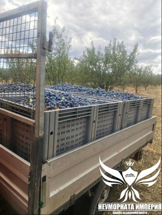 Продавам земя 24.5 декара засята със сливови дръвчета в с.Нови Извор