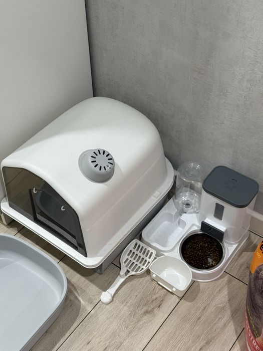 Породистая Кошка Агги