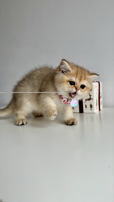 Fetita British Shorthair Chinchilla Gold - Certificat Pedigree