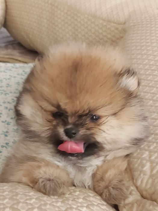 Шпицы щенки на бронь