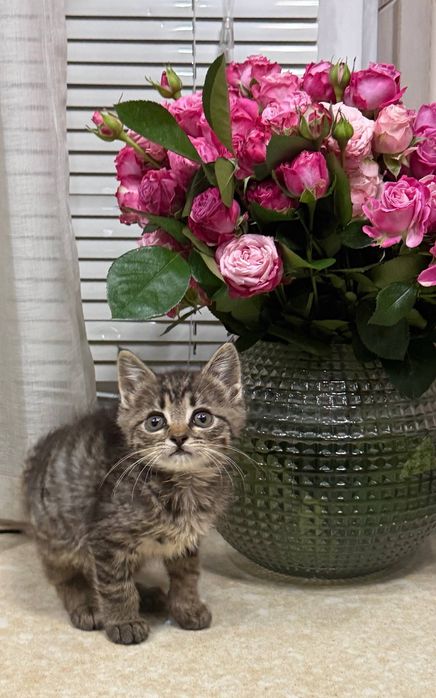 Котята ищут свой дом и любящих хозяев