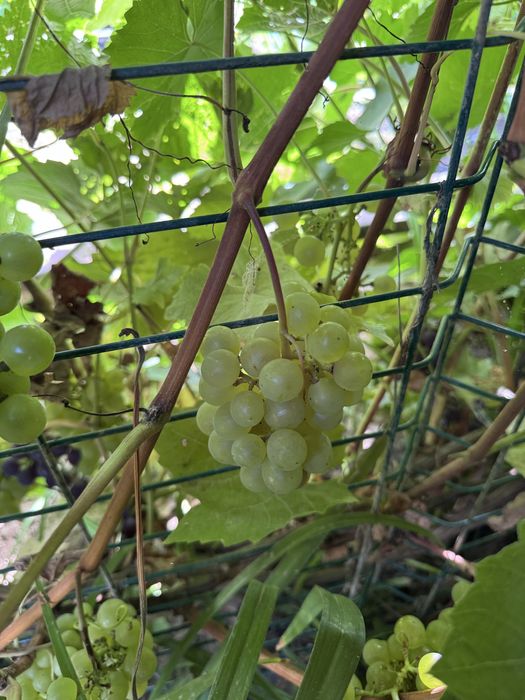 Продам дачу срочно