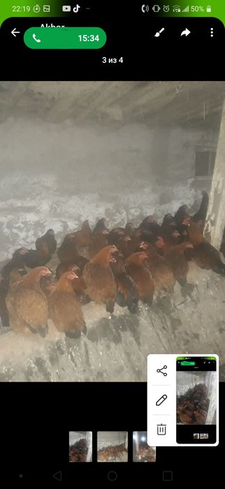 Xan xyap Zotli Tovuqlar