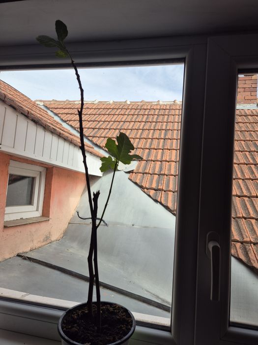 Vând smochin galben 60 cm - 40lei