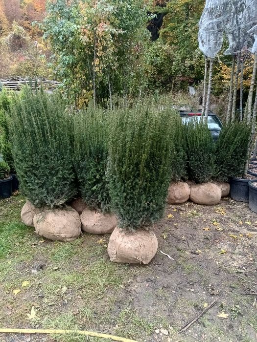 Leyladi plante ornamentale