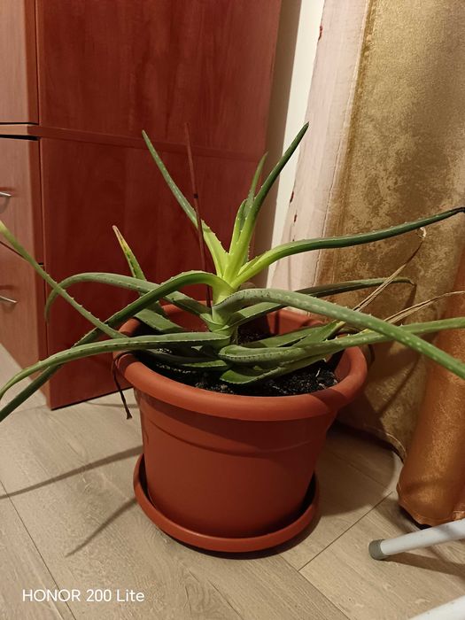 Plante verzi tot timpul