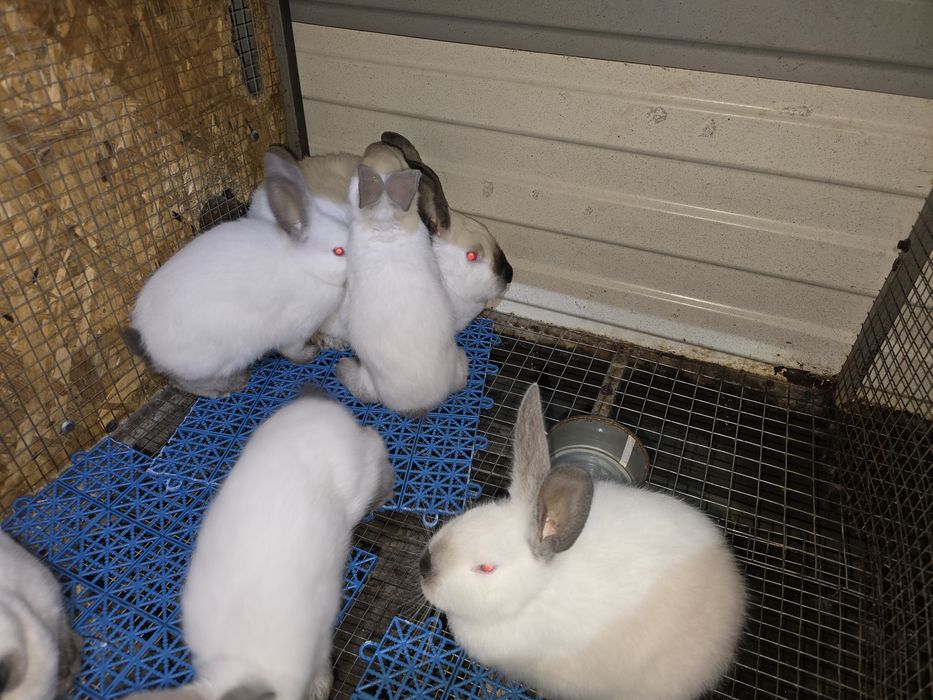Кролики калифорния