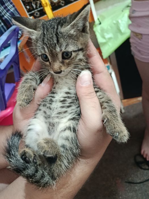 Срочно mushukchalarni Котята домашние бесплатно