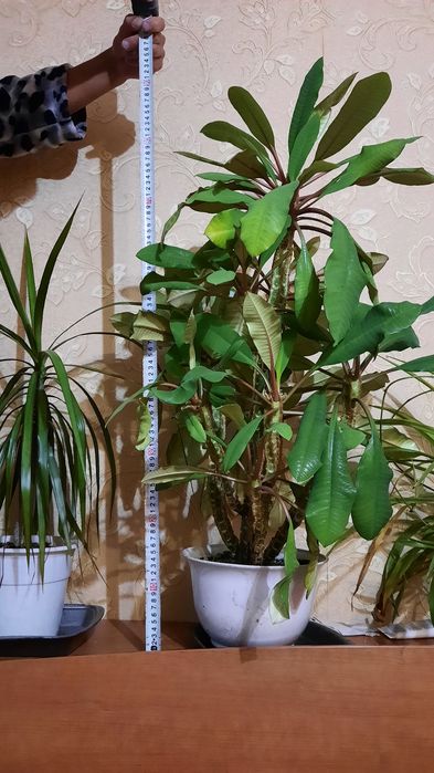 Продам комнатные цветы от 300тг.