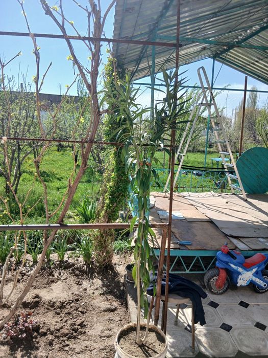 Бөлме гүлдері,аты олеандралар