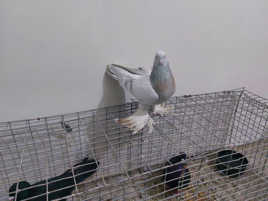 Кептер Құс Голуб.