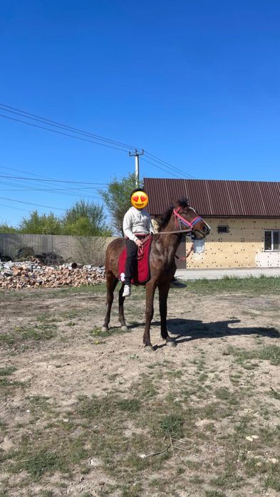 Жеребец Кунан 2жасар сатылады