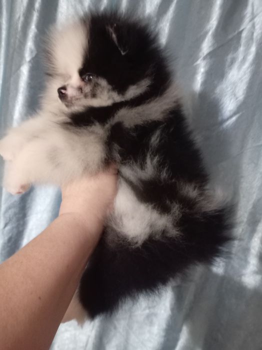 Продам щенка шпица