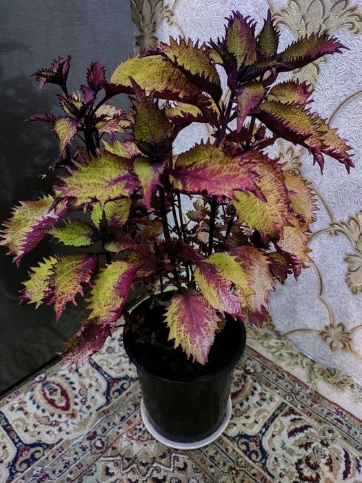 Колеусы. доставка