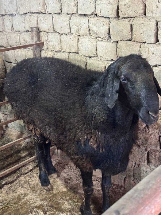 Qochqor qoy. Курбонлик ва насил олиш учун кучкорлар мавжуд