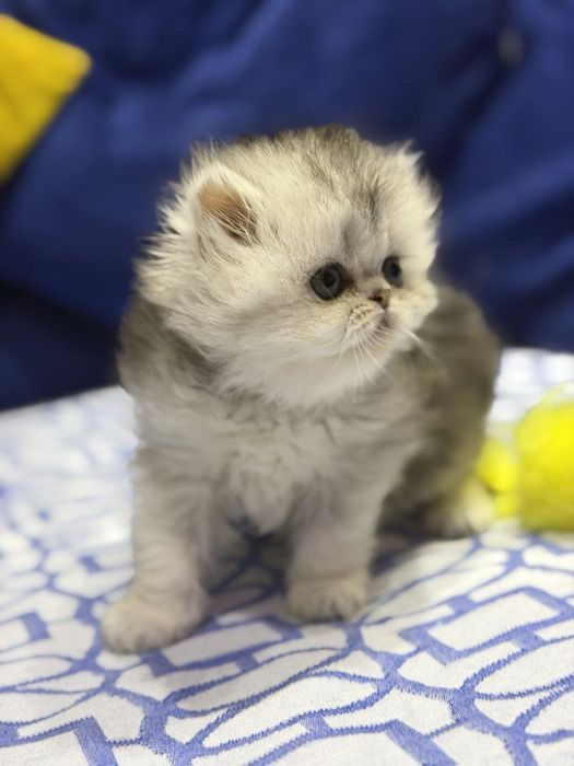 британские чистокровные серебристые шиншиллы