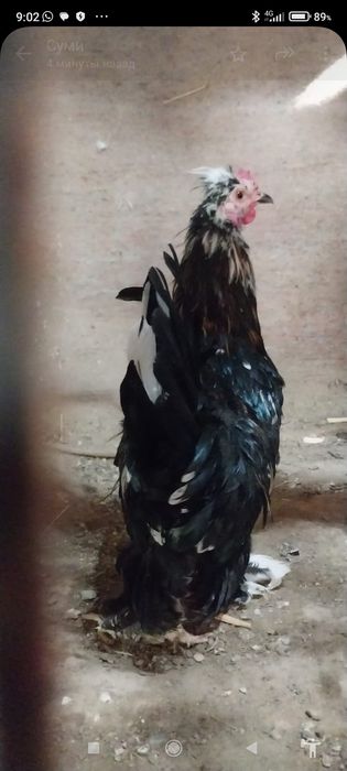 Японский тауык кораздар