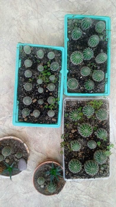 Кактусы бесплатно