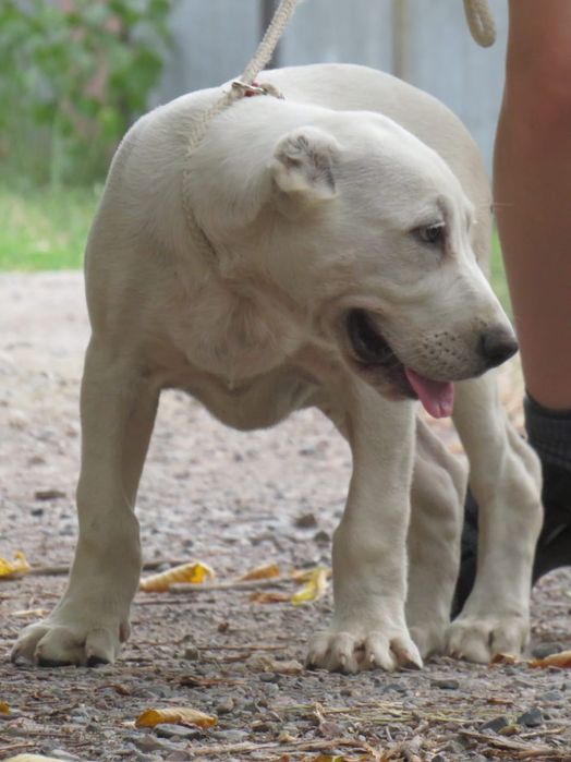 Щенки алабайчики