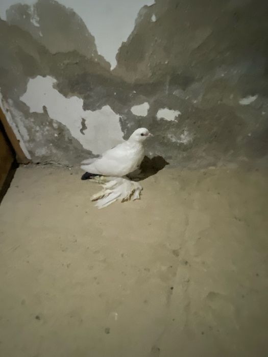 голубь белого цвета