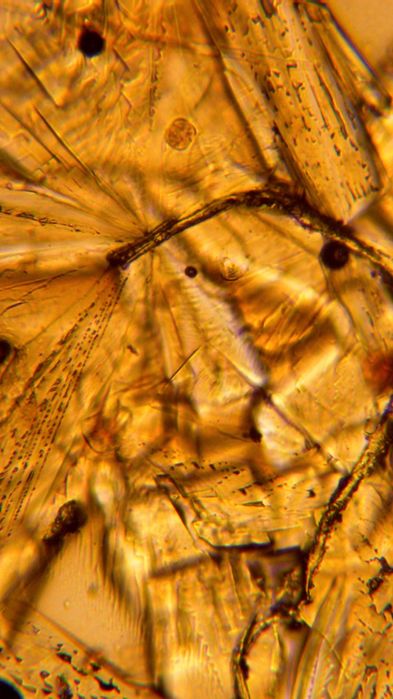 Microscop digital AmScope, camera CMOS 5 MP 40x-1000x