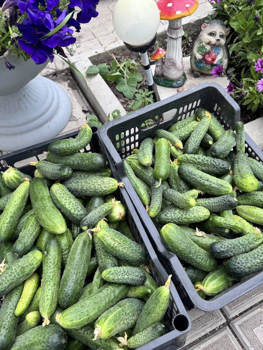Продам Домашние огурцы