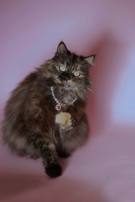 Кошки в добрые и ответственные руки