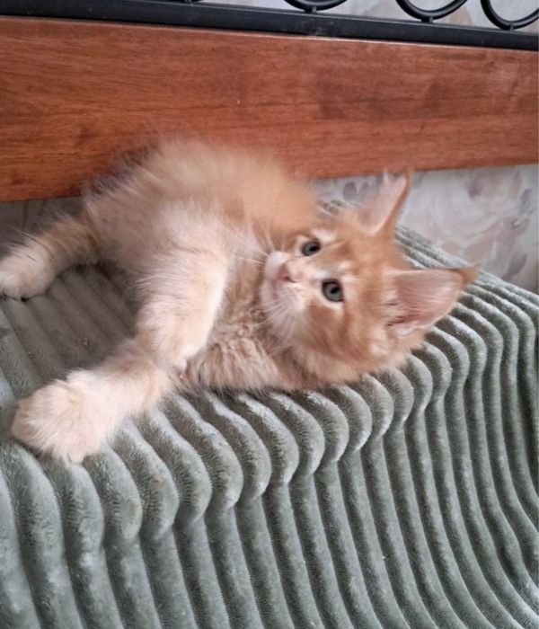Котёнок Мейн Кун