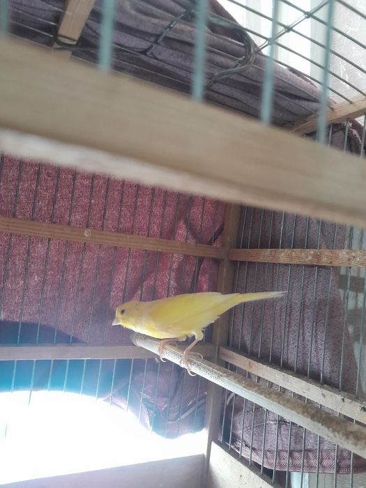 Продаю Конареек.