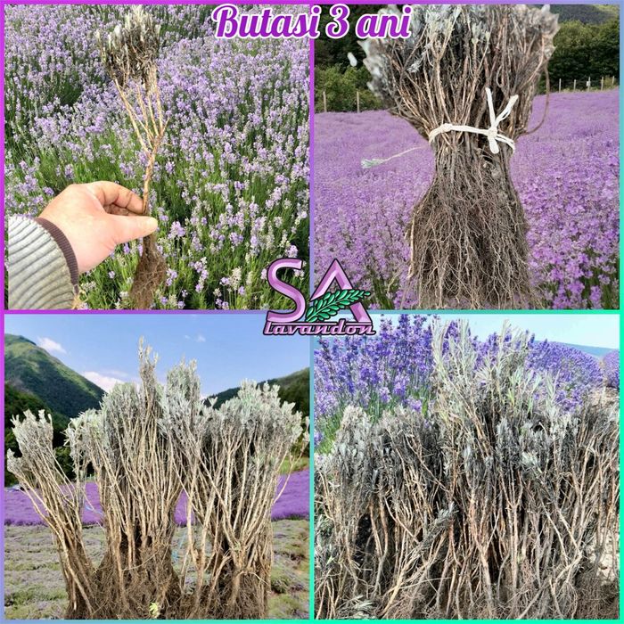 Butasi de Lavanda si Trandafiri de Dulceata