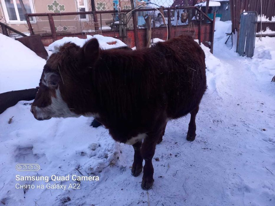Продам бычка подсосного