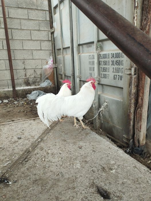 Американский легорн