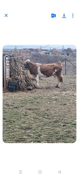 Vacă de vânzare cu vițea gestanta de o luna