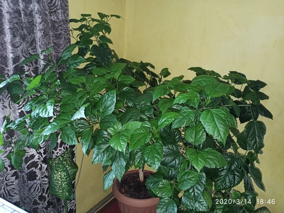 Гибискус красный махровый