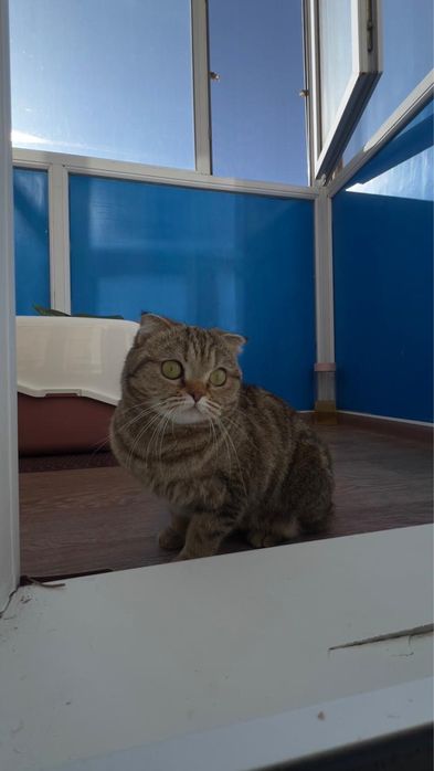 Отдам кошку в хорошие руки