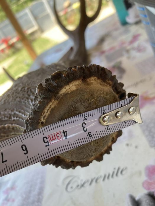 Corn de Cerb Carpatin Masiv