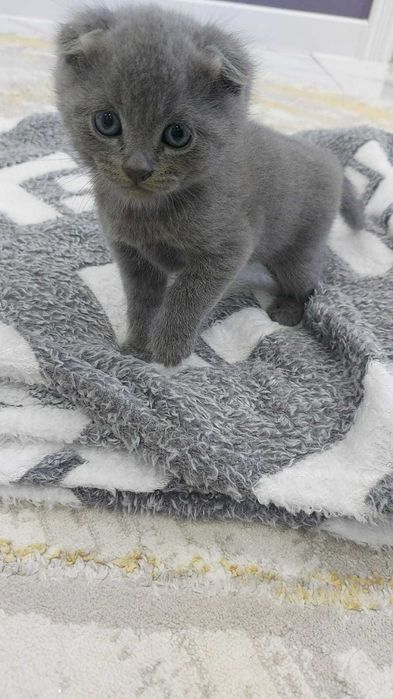 Вислоухие британские котята