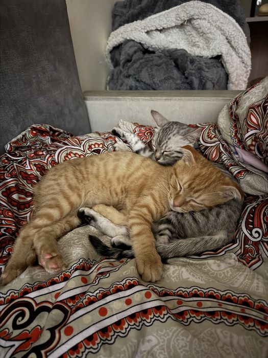 Бенгальская метиска