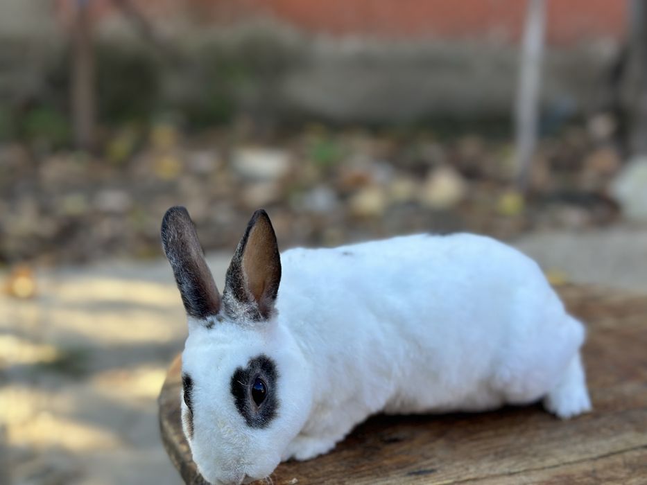 Mascul iepure Rex Pitic!